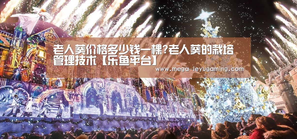 老人葵价格多少钱一棵?老人葵的栽培管理技术【乐鱼平台】(图1) 体育娱乐
