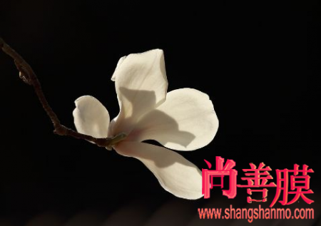 老人葵价格多少钱一棵?老人葵的栽培管理技术【乐鱼平台】(图3) 乐鱼平台