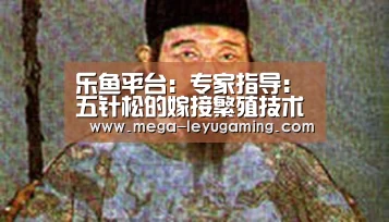 乐鱼平台:专家指导:五针松的嫁接繁殖技术(图3) 乐鱼app手机版下载